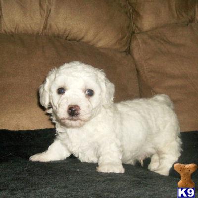 Bichon Frise Puppies for Sale
