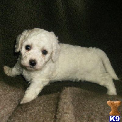 Bichon Frise Puppies for Sale