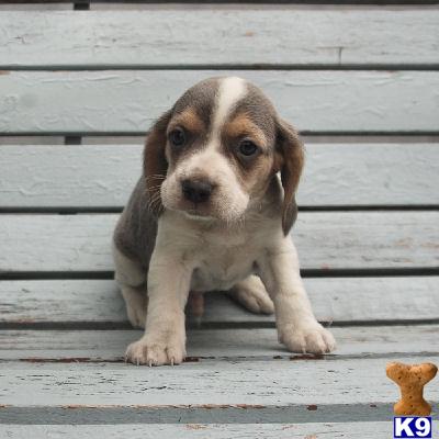 Beagle Puppies for Sale