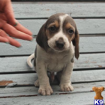Beagle Puppies for Sale