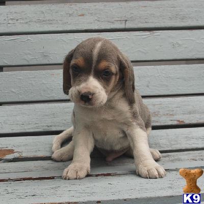 Beagle Puppies for Sale