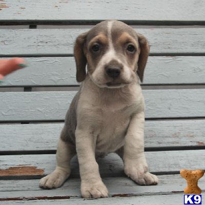 Beagle Puppies for Sale