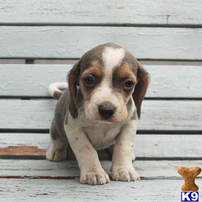 Beagle Puppies for Sale