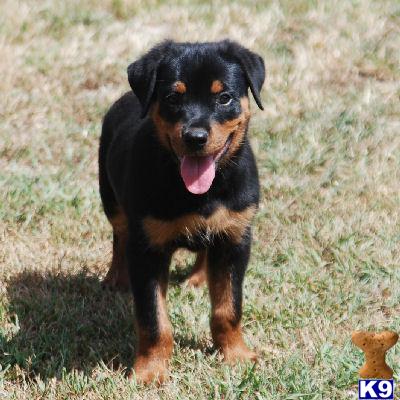 Rottweiler Puppies for Sale