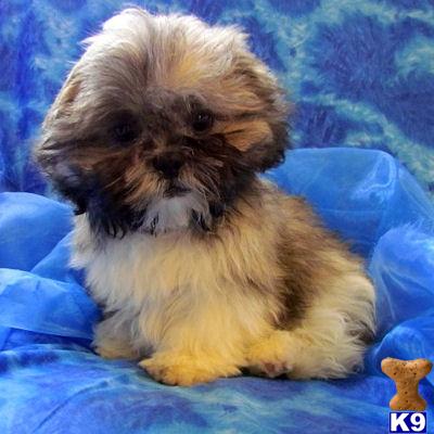 Teacup+shih+tzu+puppies+for+sale+in+missouri