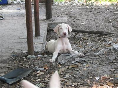 Doberman Pinscher Puppies in FL