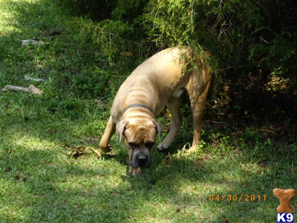 Stud Dogs - Cane Corso