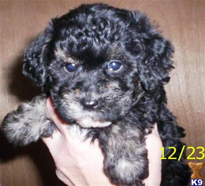 Puppies in Bucyrus