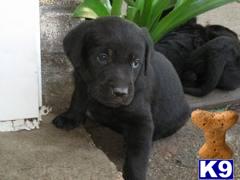 Golden Retriever Puppies in FL
