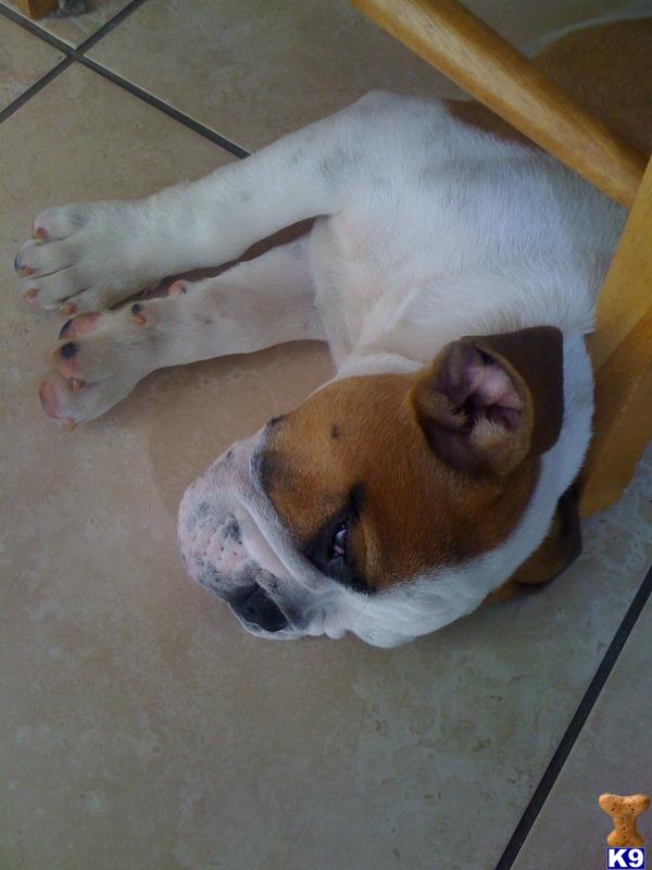 Puppies in Fort myers