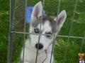 Siberian Husky