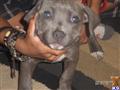 American Pit Bull