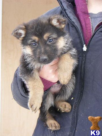 Puppies in NJ