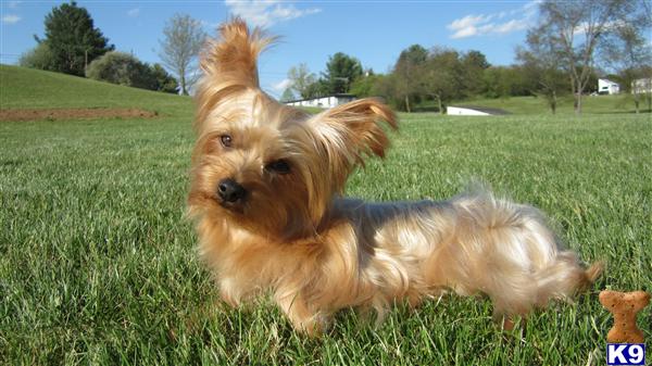 Stud Dogs - Yorkshire Terrier