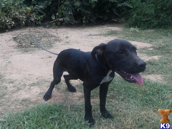 Dogs for Sale in MS