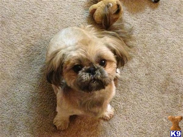 Stud Dogs - Shih Tzu