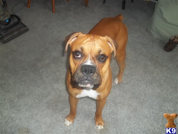 Stud Dogs in MD