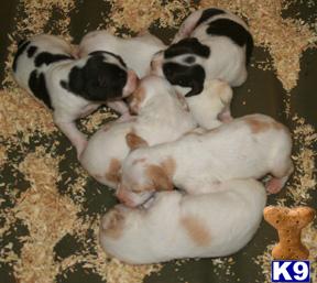Brittany Puppies for Sale
