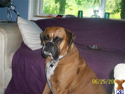 Stud Dogs - Boxer
