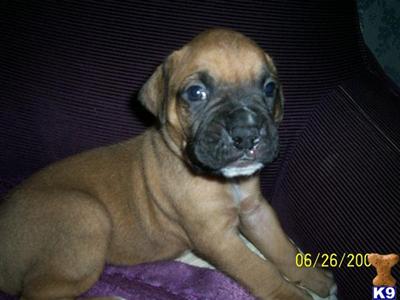 Boxer Puppies for Sale