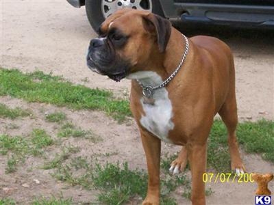 Stud Dogs - Boxer