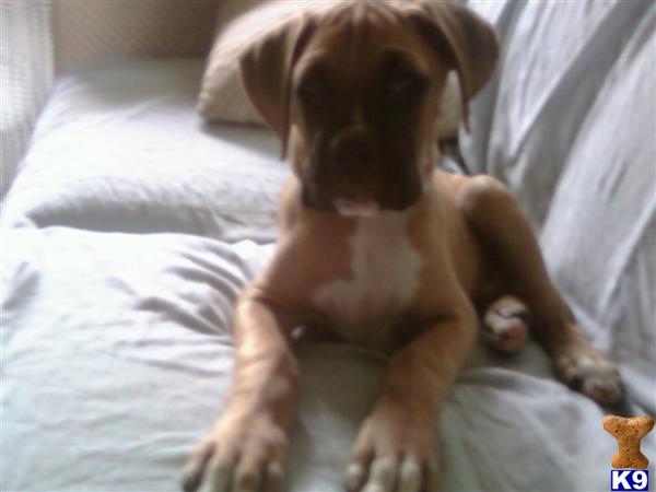 Puppies For Sale In Michigan. Boxer Puppies For Sale In