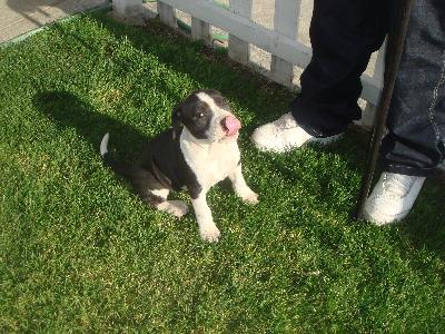 Bulldog Puppies for Sale