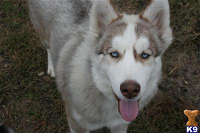 Siberian Husky Puppies for Sale