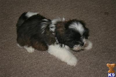 Shih Tzu Puppies for Sale