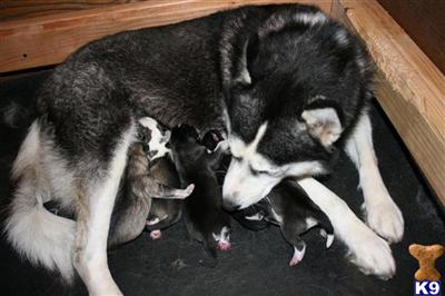 Siberian Husky Puppies for Sale