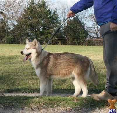 Siberian Husky Puppies for Sale