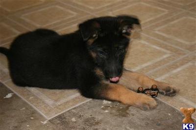 German Shepherd Puppies in TX