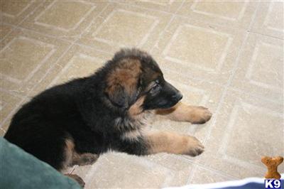 German Shepherd Puppies in TX