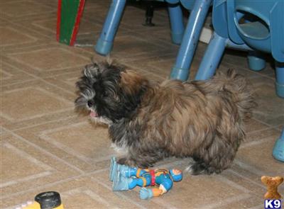 Shih Tzu Puppies for Sale