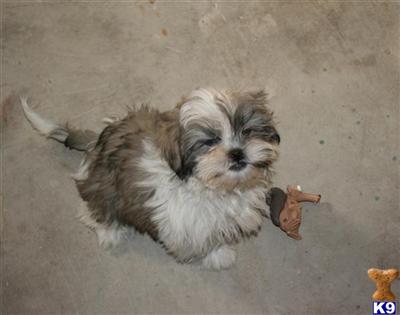 Shih Tzu Puppies for Sale