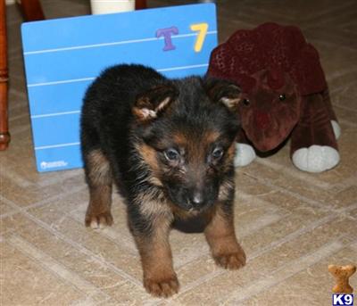 German Shepherd Puppies in TX