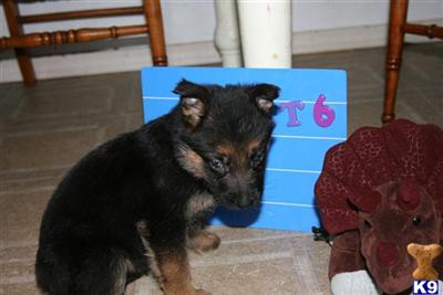 German Shepherd Puppies in TX