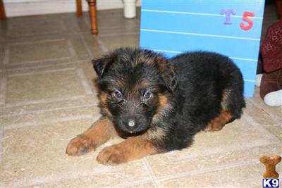 German Shepherd Puppies in TX