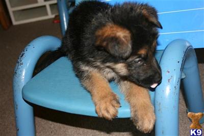 German Shepherd Puppies in TX