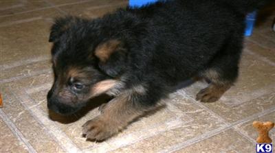 German Shepherd Puppies in TX