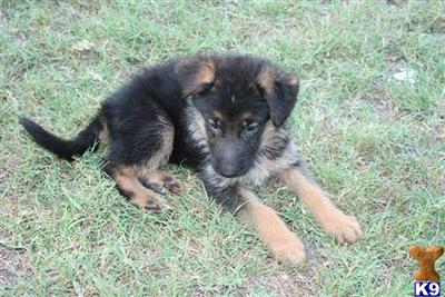 German Shepherd Puppies in TX