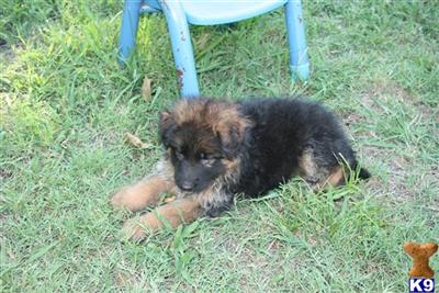 German Shepherd Puppies in TX
