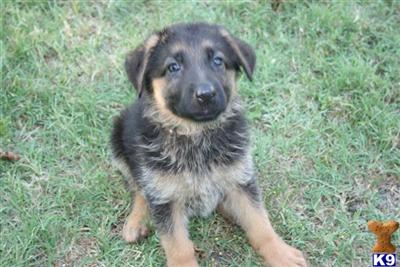 German Shepherd Puppies in TX