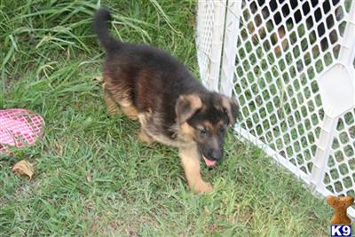 German Shepherd Puppies in TX