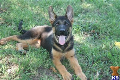 German Shepherd Puppies in TX