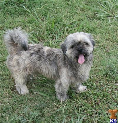 Dogs for Sale in TX