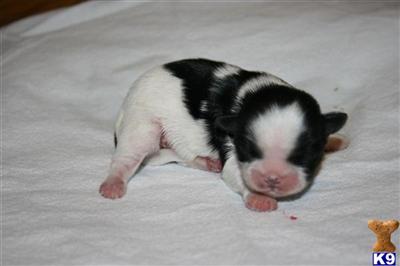Shih Tzu Puppies in TX
