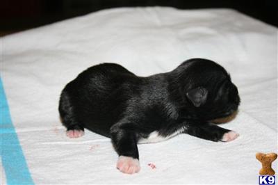 Shih Tzu Puppies in TX
