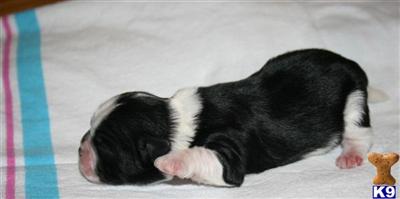 Shih Tzu Puppies in TX