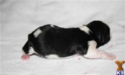 Shih Tzu Puppies in TX
